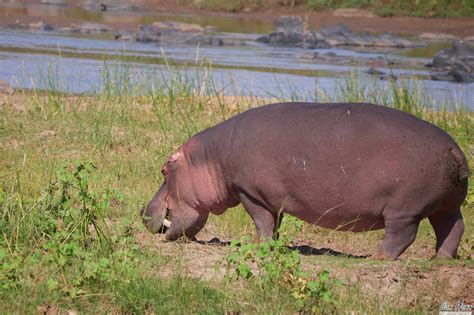 Hippo Eating