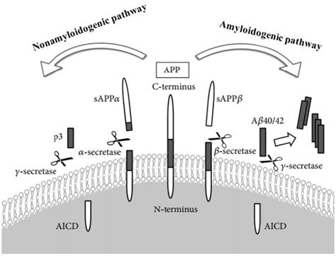 Beta-amyloid protein/Amyloid plaque and Tau protein aggregate/Neurofibrillary tangle are primary