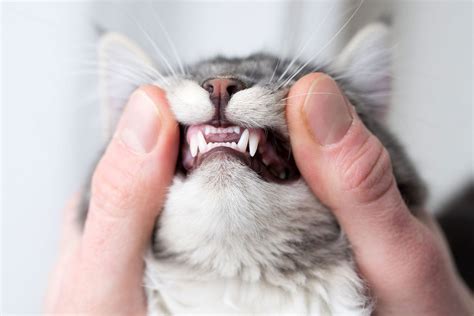 Cat Dental Exams: What You Need to Know About Cat Teeth Cleaning | Daily Paws