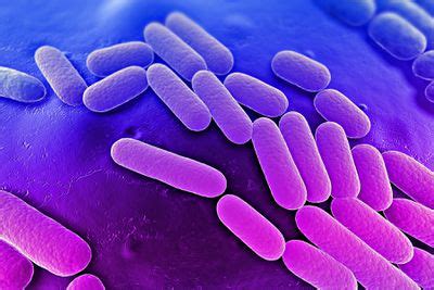 Klebsiella pneumoniae pathogenesis - microbewiki