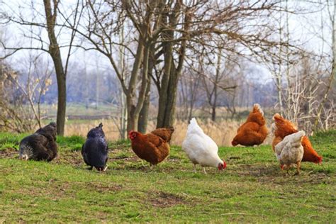 Chook Chat with Cheryl Nelson - backyard food and shelter | About Regional