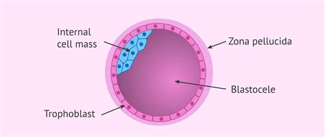 Structure of embryo in the blastocyst stage