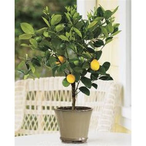 Improved Meyer Lemon Tree 2-3 Year Old 2-3 Ft Potted 3 - Etsy