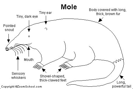 Mole Printout- EnchantedLearning.com