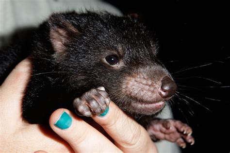 Four Cute Tasmanian Devil Babies Born at the Taronga Zoo! | POPSUGAR Pets