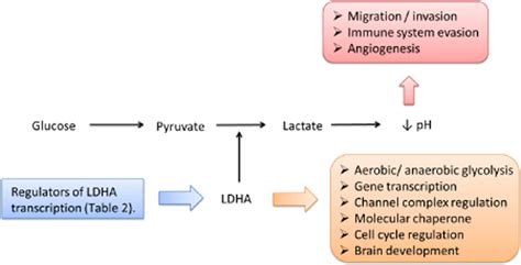 The Regulation and Function of Lactate Dehydrogenase A: Therapeutic Potential in Brain Tumor ...