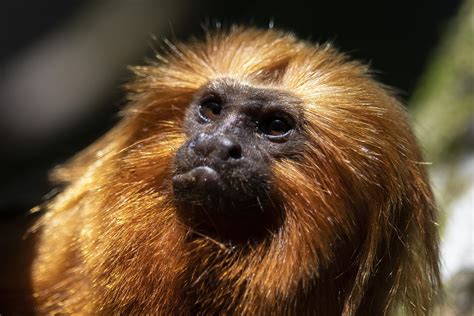 Once nearing extinction, Brazil's golden monkeys have rebounded from ...