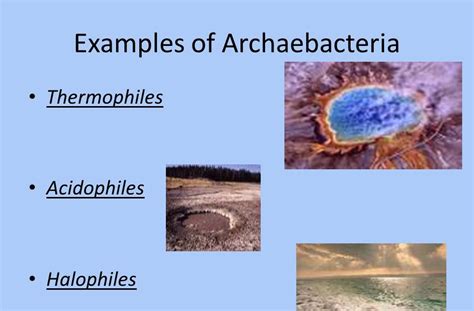 Archaea examples kingdom