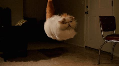 Hovercat GIFs - Find & Share on GIPHY