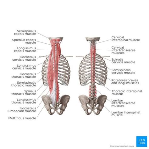 Absolutely Everything You Need to Know About the Erector Spinae Muscles ...