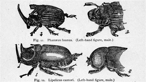 Darwin and Insects — Paleontological Research Institution