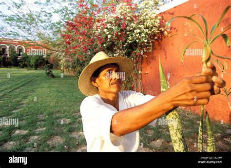 Mexican man working in garden hi-res stock photography and images - Alamy