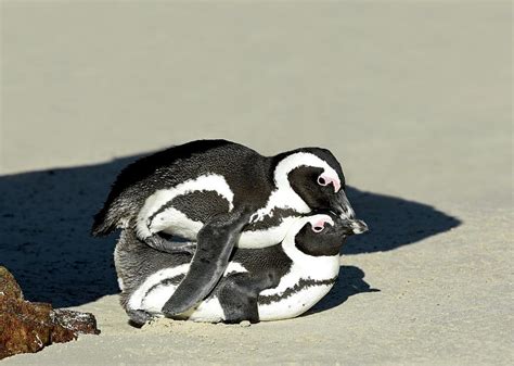 African Penguin Mating Photograph by Tony Camacho/science Photo Library ...