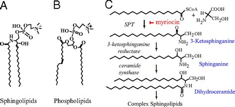 Membrane sphingolipids as essential molecular signals for Bacteroides survival in the intestine ...