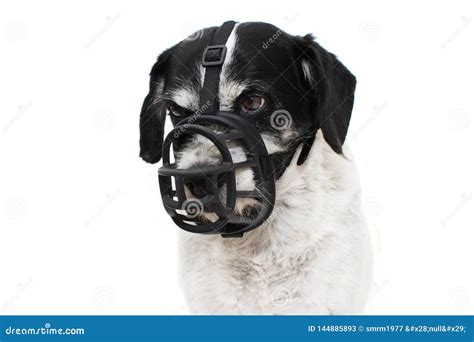 AGGRESSIVE DOG IN MUZZLE. ISOLATED AGAINST WHITE BACKGROUND Stock Image - Image of background ...