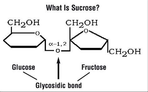 Theory: Paimon isn't emergency food, Sucrose is. | Fandom