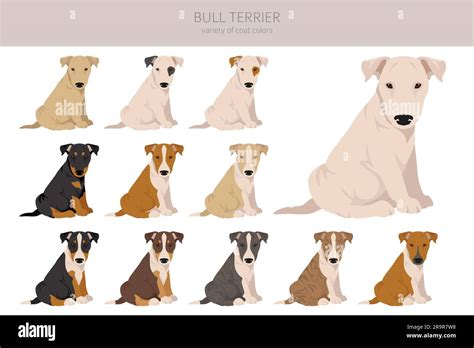 Bull terrier puppies clipart. All coat colors set. Different position. All dog breeds ...