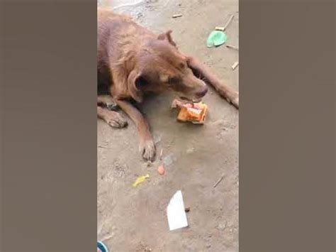 Street Dog || 75th Republic Day 3 || Peace || Cute || love || #dog #animal #cute #doglover # ...