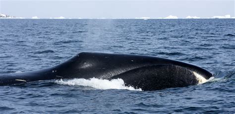 Bowhead Whale Predators