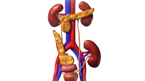 Pancreas Transplantation