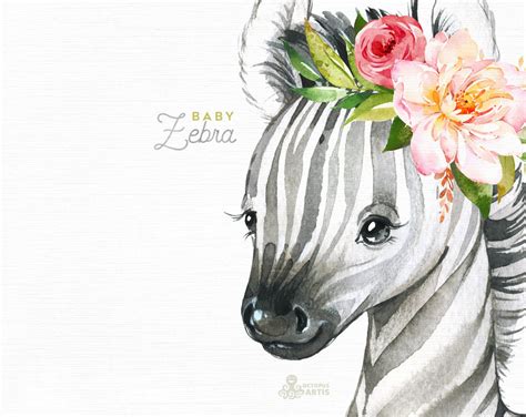 Baby Zebra. Watercolor little animal clipart babies flowers | Etsy