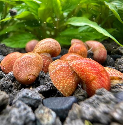 Red Pumpkin Nerite Snail x3 *RARE* | AquaticMotiv