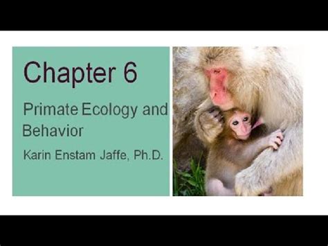 Explorations Chapter 6 Primate Behavior - YouTube