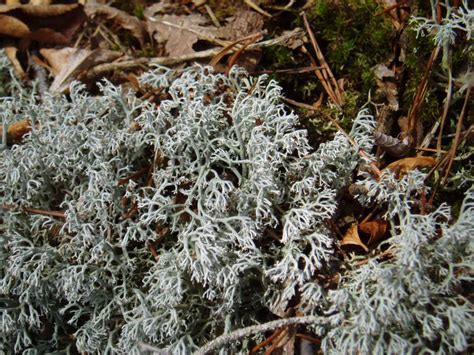 lichen-Cladonia rangiferina – Ohio Moss and Lichen Association