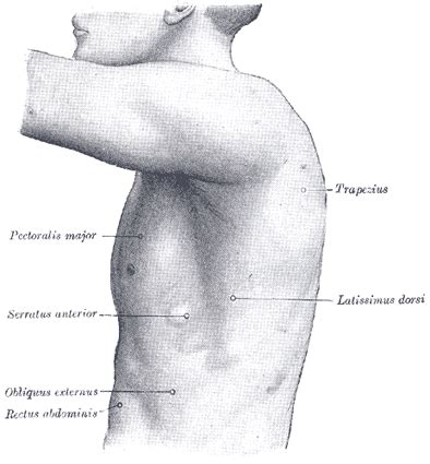 Surface Anatomy of the Thorax - Human Anatomy