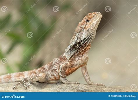 Frilled Dragon stock photo. Image of frilled, defense - 159298624