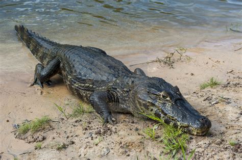 Yacare Caiman (Caiman yacare) pictoral | The World of Animals