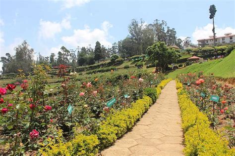 Ooty Rose Garden, Ooty| Images, Timings & Entry fee