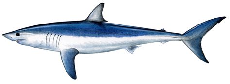 Sharkbait: Shortfin Mako