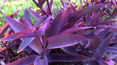 Tradescantia pallida - Wandering Jew - Purple Heart - Purple Queen HD ...