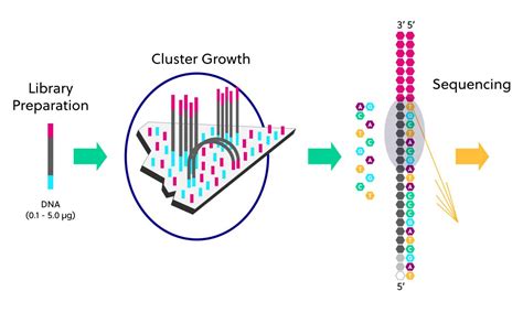 Next-generation sequencing (NGS) overview | iRepertoire, Inc.