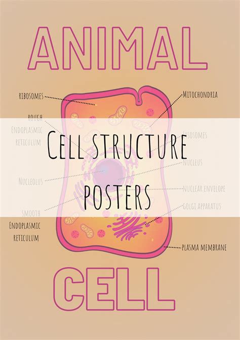 Cell Structure Posters Diagram A-level Biology Revision - Etsy