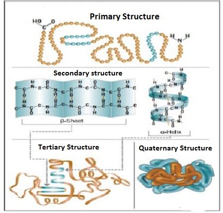 Draw a diagram of a primary, secondary, tertiary, and quaternary protein. | Homework.Study.com