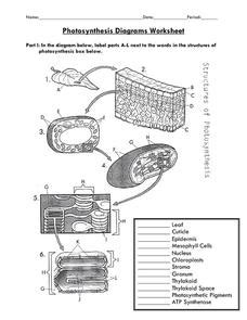 Photosynthesis Diagrams Worksheet 7th - 12th Grade Worksheet | Lesson ...