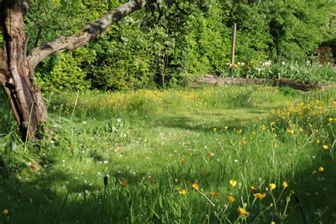 How to create a wildflower meadow in your garden - The Tea Break Gardener