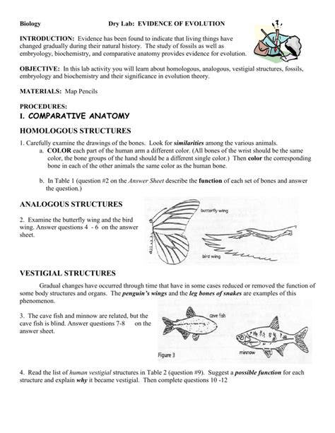 I. COMPARATIVE ANATOMY HOMOLOGOUS STRUCTURES