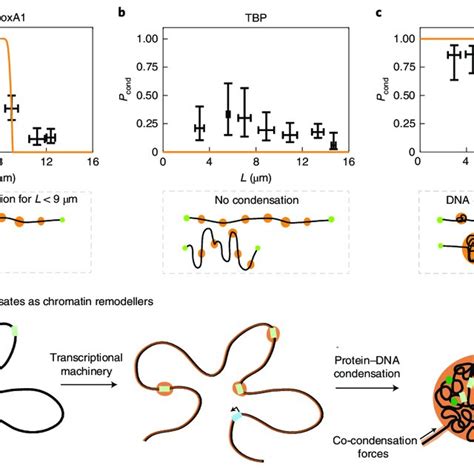 Bulk biomolecular condensate formation and quantification of condensate... | Download Scientific ...