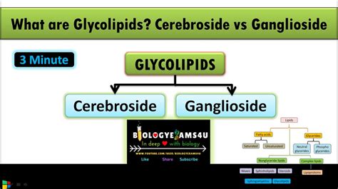 What are Glycolipids? Difference between Cerebroside and Ganglioside | Lipids Part 5 - YouTube