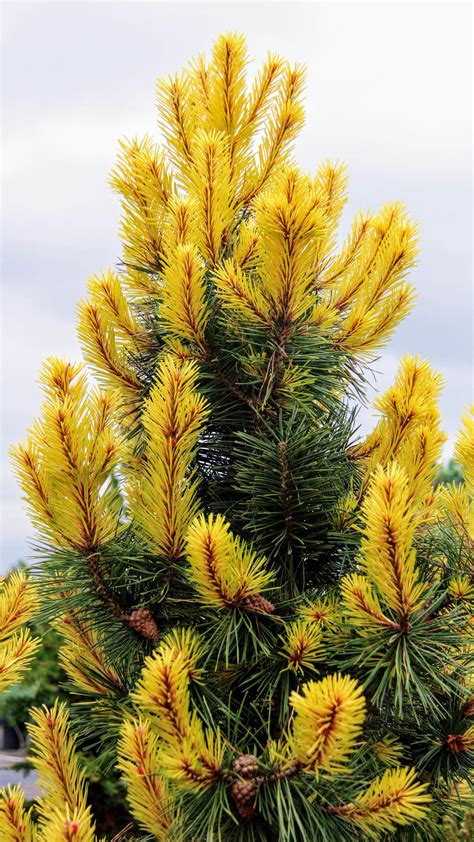 Pinus contorta var. latifolia 'Taylor's Sunburst' Lodgepole Pine | Conifer Kingdom