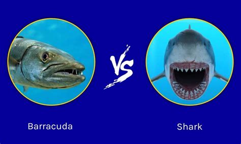 Barracuda vs Shark: Who Would Win in a Fight? - A-Z Animals