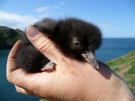 The Skomer Island Blog: Pufflings