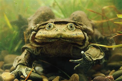 sloth unleashed — Titicaca Water Frog (Telmatobius culeus) Also...