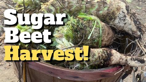 Harvesting Sugar Beets! - YouTube