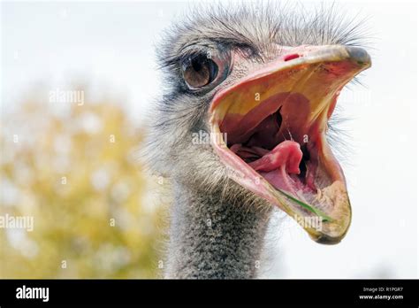 Angry Ostrich Close up portrait, Close up ostrich head (Struthio ...