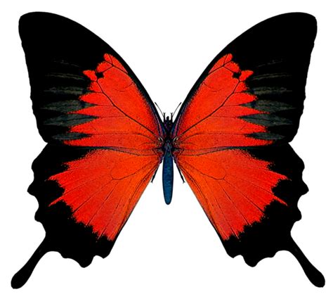 ® Gifs y Fondos Paz enla Tormenta ®: IMÁGENES DE MARIPOSAS DE COLORES ...