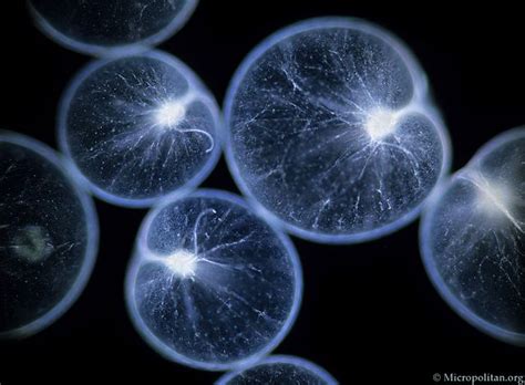 Noctiluca, Noctiluca scintillans, the sea sparkle. This planktonic dinoflagellate is ...